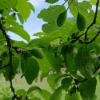 Obrázek Švestková povidla BIO 700 g